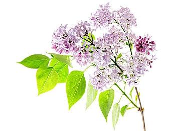 《Fate＆EXTRA Record》新截图 游戏仍在开发中